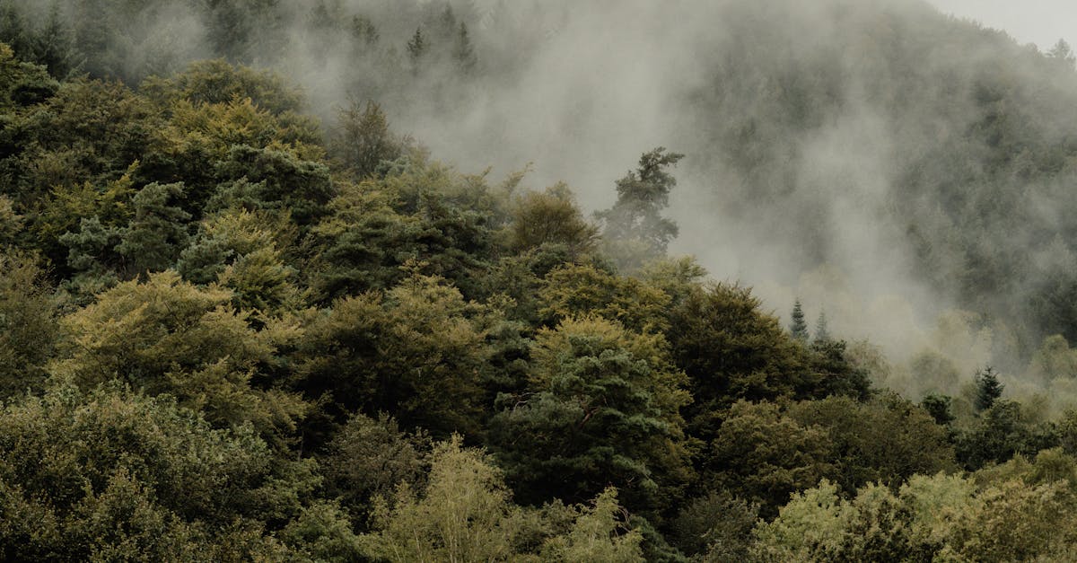 Importance of Timely Roof Leak Repairs